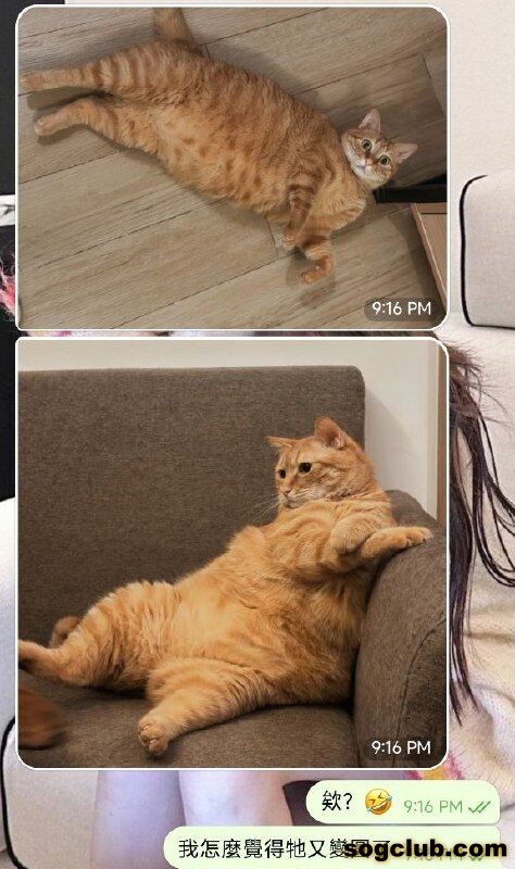 telegram.jpg