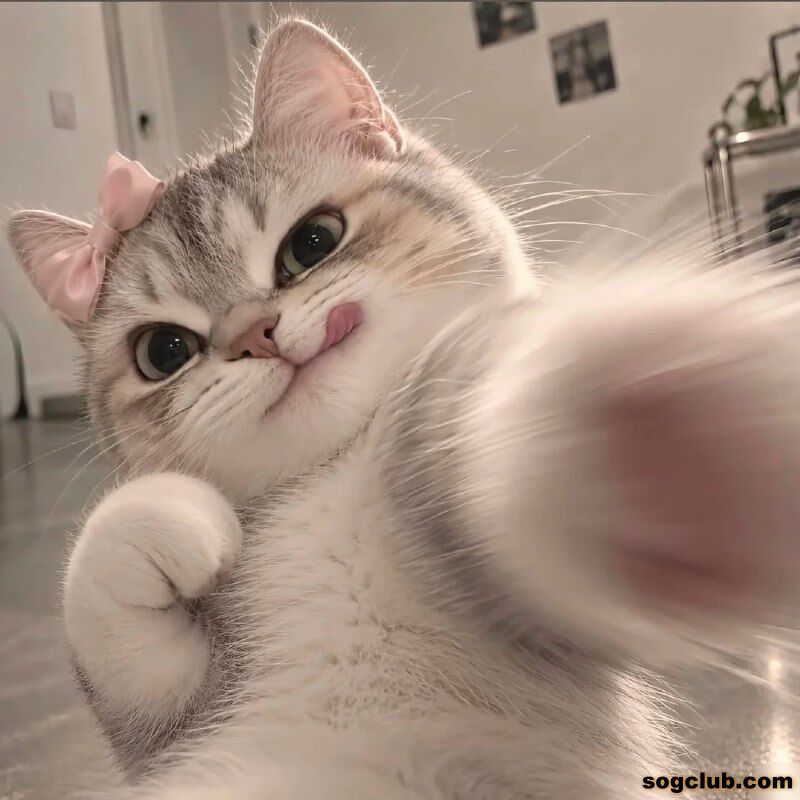 telegram.jpg