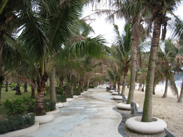 沙灘旁的椰林大道