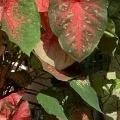 hi 交友聊天 籟/Gleezy加tw043 和TG搜nini9595 如有需求也可以付...